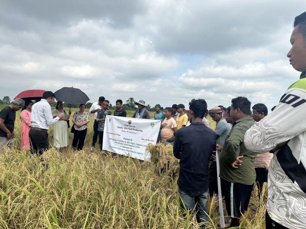 Farmers along with the team of ICAR, KVK Dimapur and the department of agriculture, Chümoukedima at the Quality Rice Seed Production at Dhansiripar village on November 3