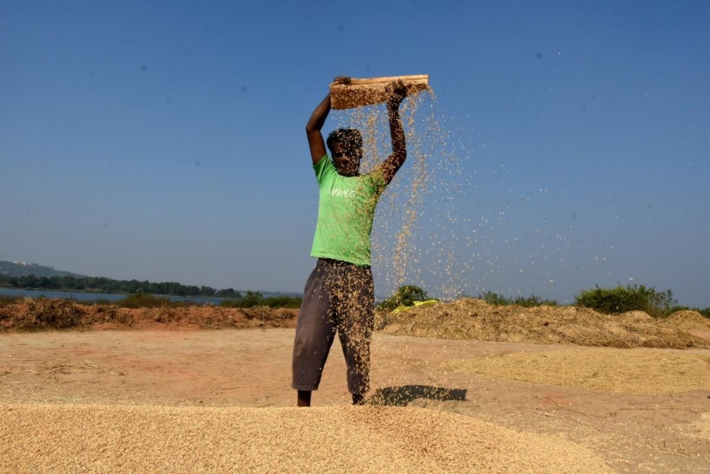 A farmer busy winnowing paddy. (IANS File Photo)