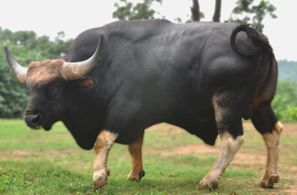 A Nagami Mithun breed is seen in this handout photo provided by ICAR-NCRM.
