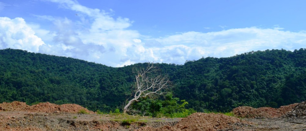 A green hillside might look like a successful restoration, but if it’s a monoculture plantation, it’s only a forest in appearance, not in function. (Morung Photo)