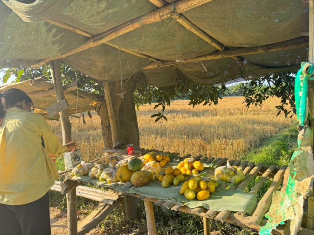 A customer pays for fresh produce at a self-service roadside stall in Bade village on December 6. Buyers either drop cash into a collection box or pay digitally via Google Pay using the number displayed on the wooden board. Prices (inset) are marked on stones. These trust-based stalls dot both sides of the highway and were seen operating even at night. Such trust-based stalls are a common sight in Phek district as well. (Morung Photo)
