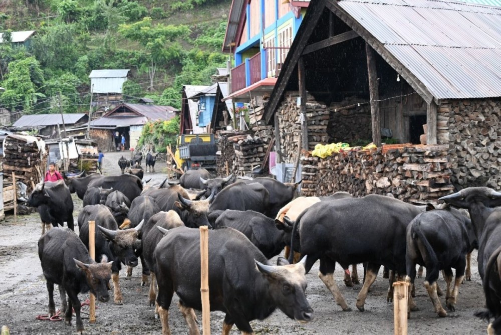ICAR-NRC on Mithun, Medziphema, in collaboration with KVK Phek-Porba and the Office of the Chief Veterinary Officer, Phek, conducted an FMD vaccination camp at Porba village on July 25, 2025. (Photo Courtesy: ICAR Nagaland)