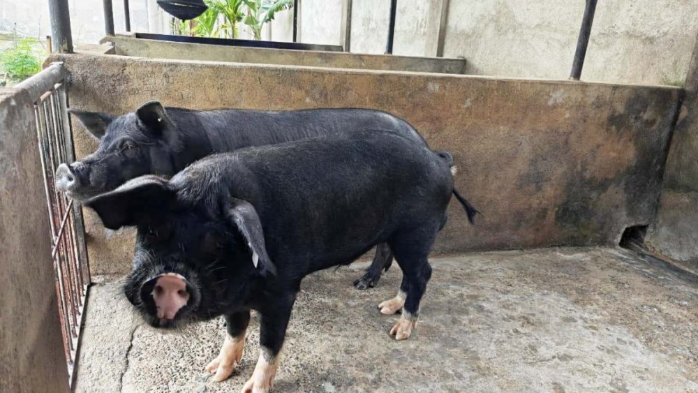 ASF outbreak: Nagaland Veterinary dept intensifies control measures ...