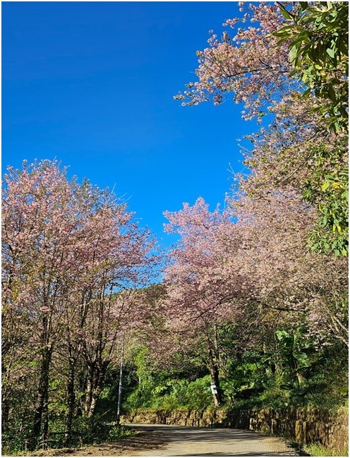 Autumn Cherry Blossom. Prunus cerasoides (dinabandhuana) at Viswema village.