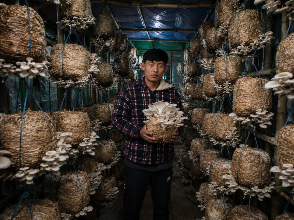 Ongthan Phom of Noksosang village in Longleng district has transformed his livelihood by establishing a low-cost mushroom production unit.