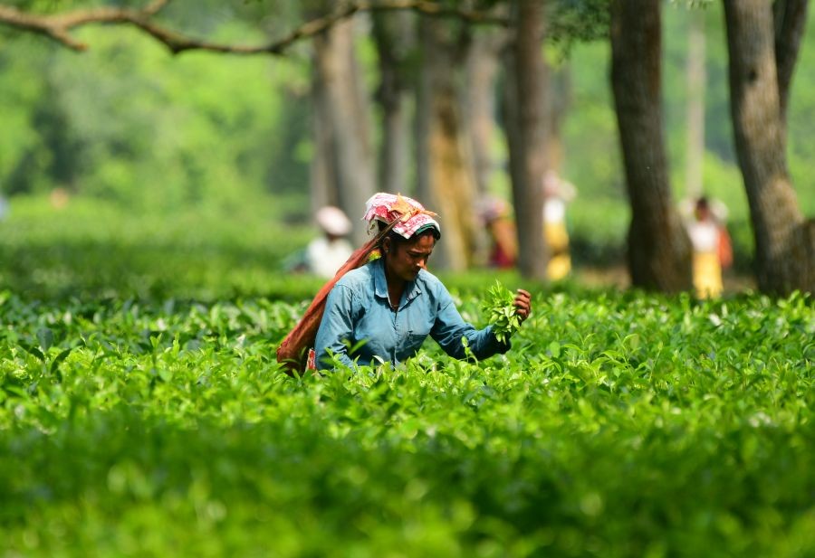 Kondoli Tea Garden in the Nagaon district of Assam on June 23, 2026. (IANS File Photo)