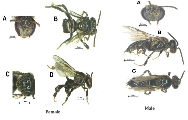 New species of stingless bee discovered in Nagaland