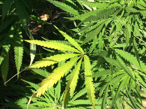 Security crackdown in Northeast drives demand for Nepal marijuana. (IANS Photo)