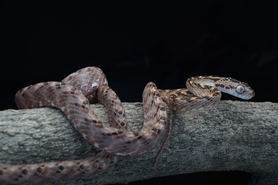 Assam's Bodoland records high human-snake interface; ethical rescue initiative launched (Photo: Forest officials of Bodoland Territorial Council)