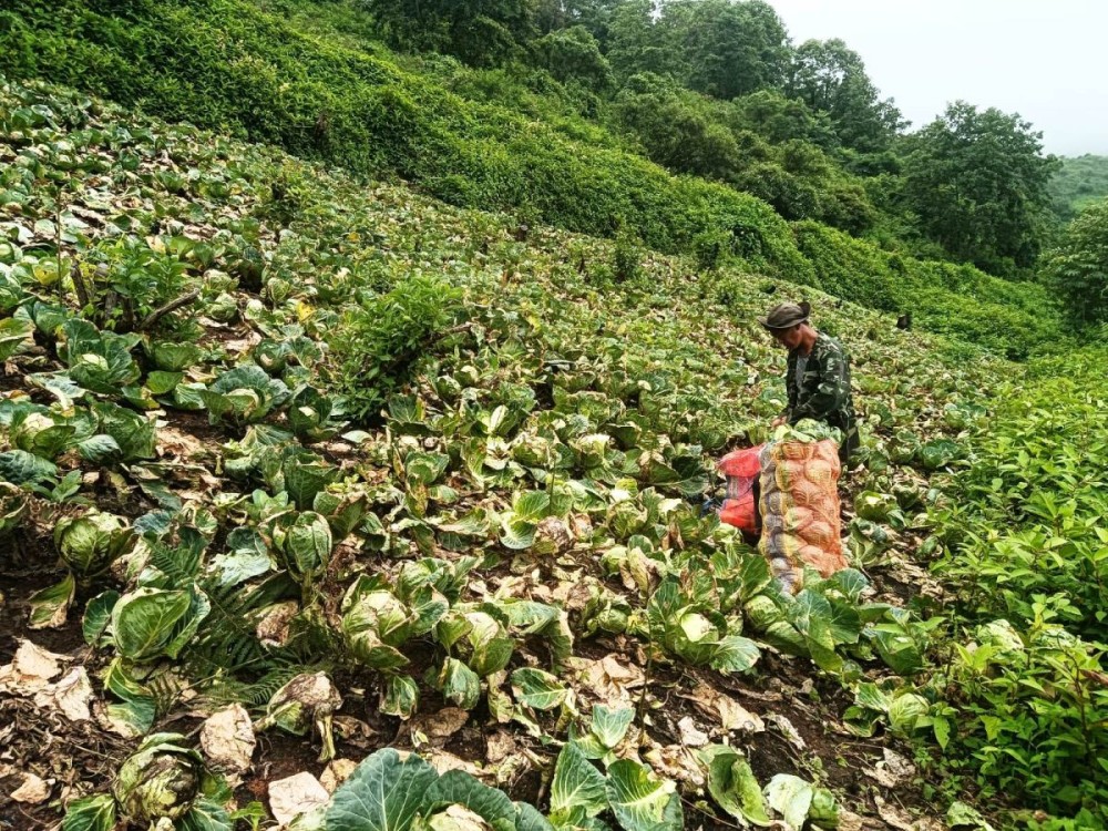 View of cabbages rotting away in the fields in Zhavame village for lack of buyers. (Photo Courtesy: Modongaolu Krocha)