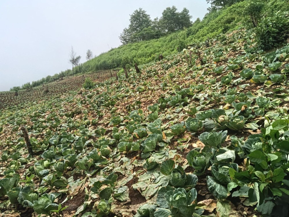 View of cabbages rotting away in the fields in Zhavame village for lack of buyers. (Photo Courtesy:  Modongaolu Krocha)