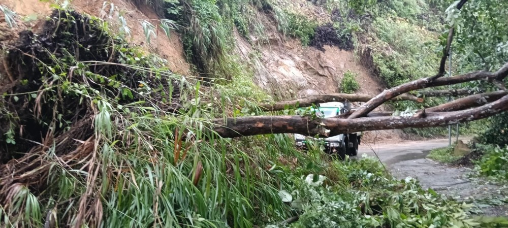 A tree is seen blocking the Doyang–Merapani road in Wokha district on July 19 following incessant rainfall, disrupting traffic along the route. (Morung Photo)