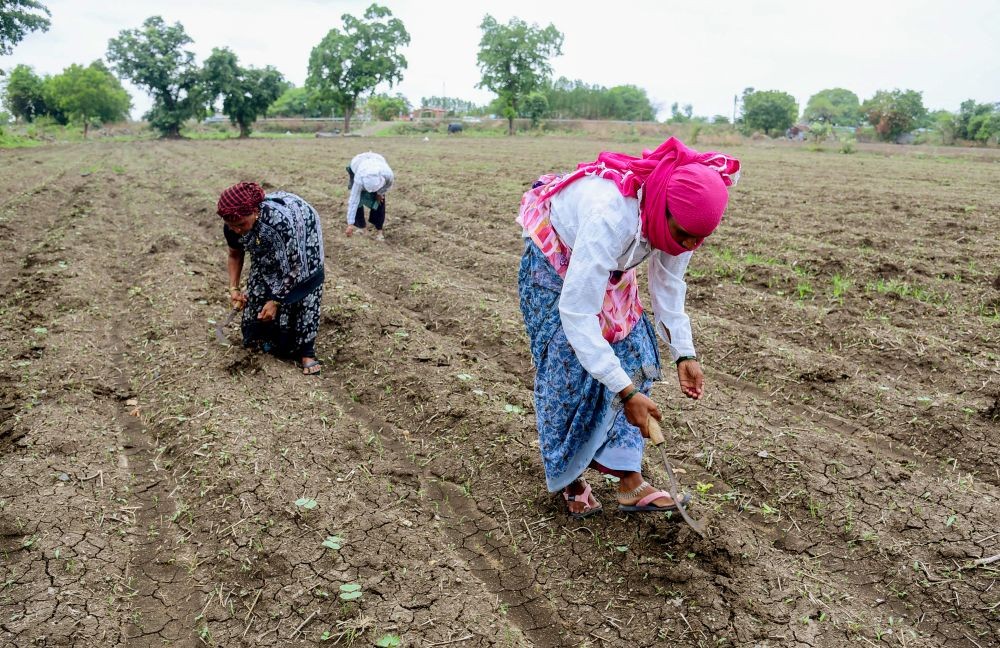 Farmers and agricultural labourers sow crops in a field following the onset of the monsoon at Hingna village near Nagpur on July 2, 2026. (IANS Photo)