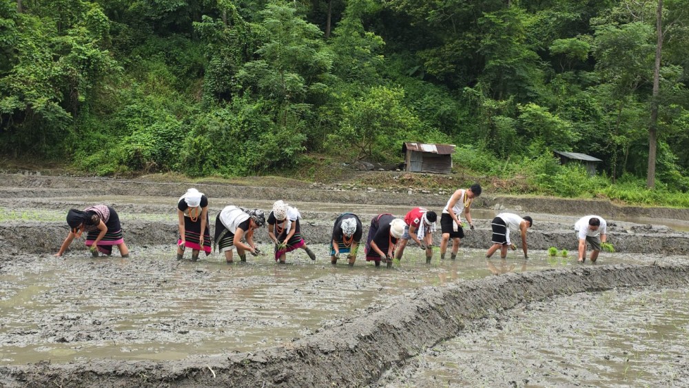 Members of Ülikhrei Folk Group seen transplanting paddy at a Clan terrace field in Chedema village.