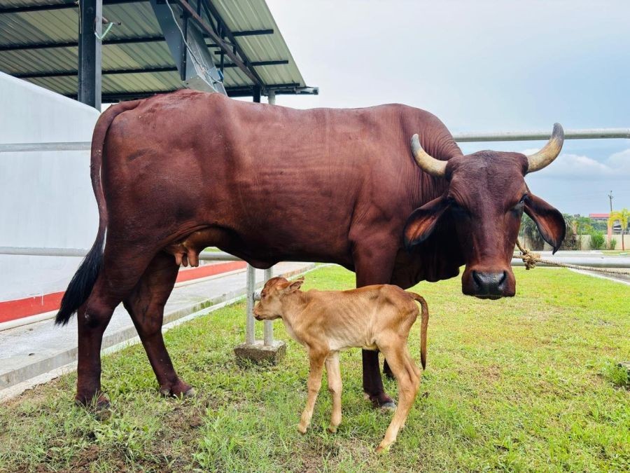 Assam achieves historic milestone with IVF-born indigenous Lakhimi calf: CM Sarma (Photo: Himanta Biswa Sarma's X account)