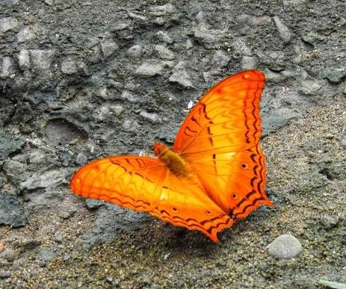 Dehing Patkai home to 165 butterfly species, including 37 endangered ones: Sarma. (Photo source: Facebook/IANS)