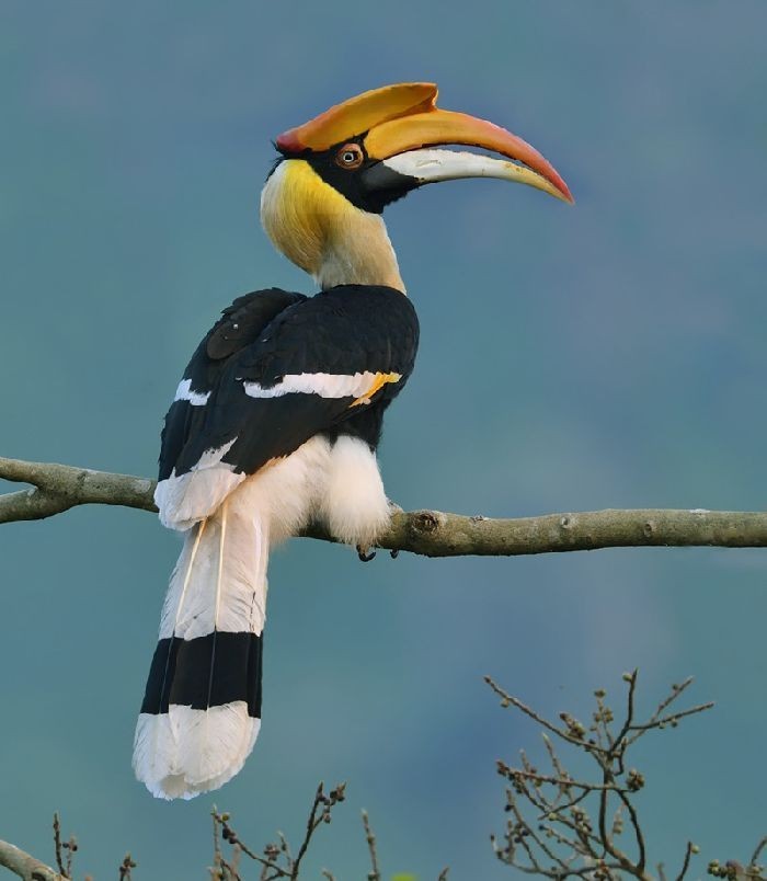 Representative Image: A Great Hornbill (female) perched on a tree. The easiest way to tell a female from the male is their eyes as the former has White iris and the males have Red. (Photo: Clement2012 / [CC BY-SA (https://creativecommons.org/licenses/by-sa/4.0] via Wikimedia Commons)