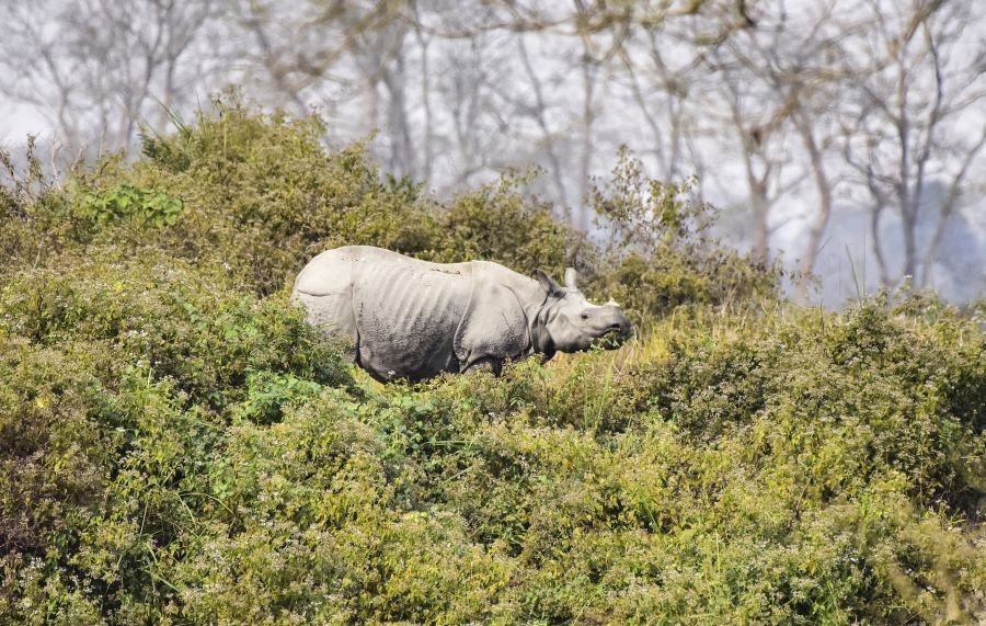 A migratory bar-headed goose searches for food inside Kaziranga National Park, in Nagaon district of Assam on January 25, 2026. (IANS File Photo)