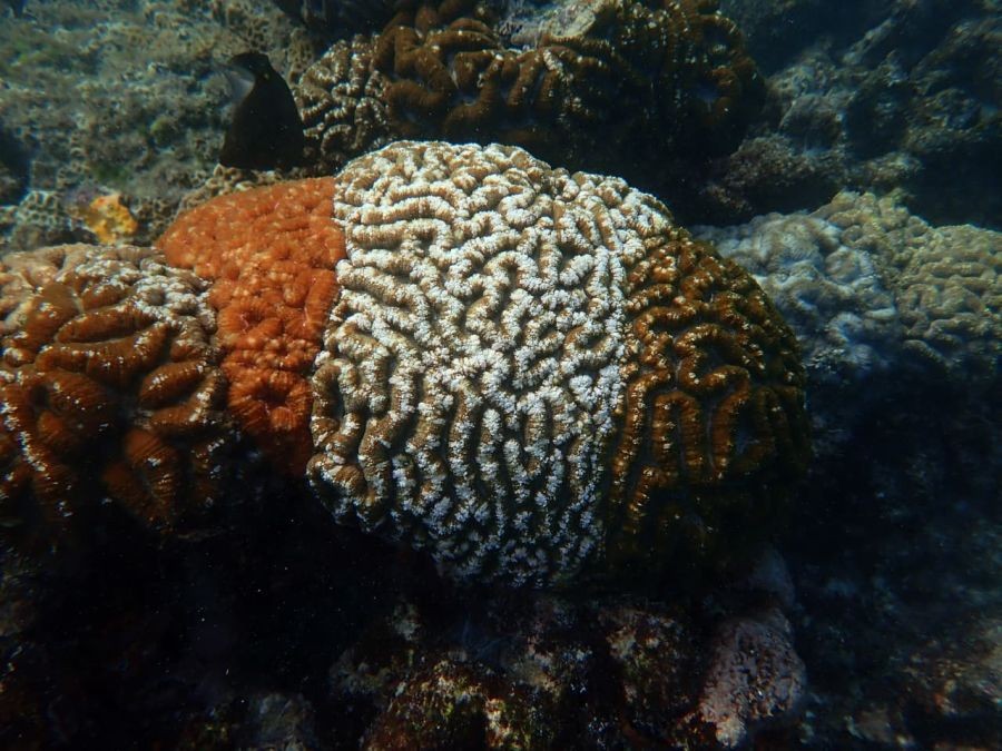 Tricolour corals offer clues to climate resilience (Photo courtesy CMFRI)