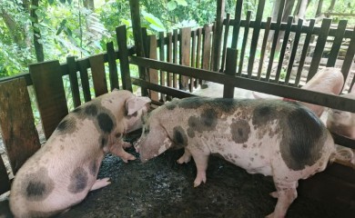 African Swine Fever confirmed in three Kohima villages
