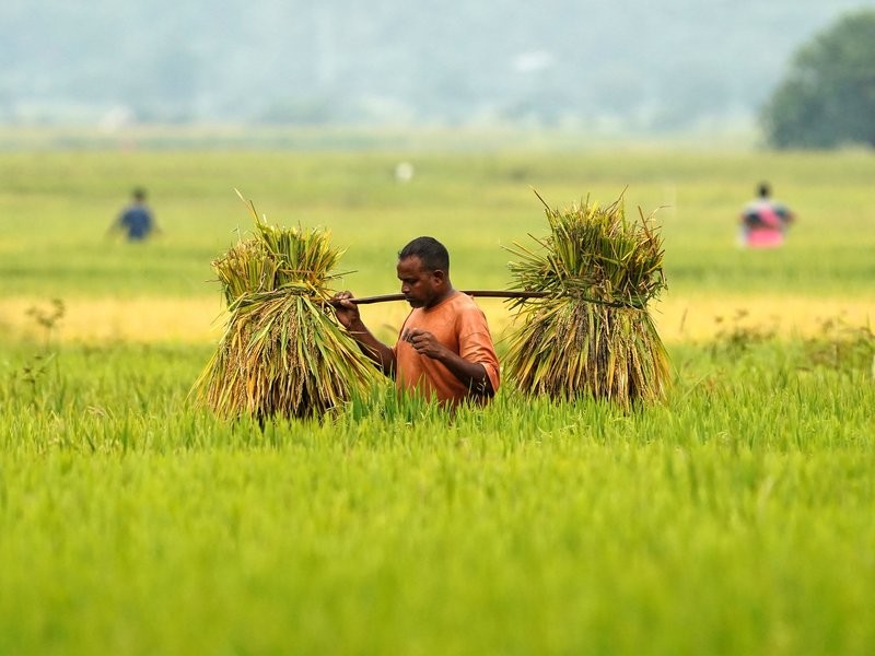 Regenerative agriculture builds momentum in India to boost agricultural resilience (File Photo/IANS)