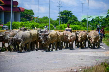 Centre to launch Livestock Insurance Portal to help farmers (Photo: IANS)