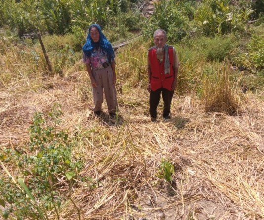 Two farmers stand beside a paddy field reportedly damaged by wild elephants at Chanka village under the 40 Bhandari Assembly Constituency in Wokha, in this geo-tagged photo from September 9. (Photo: Special Arrangement)