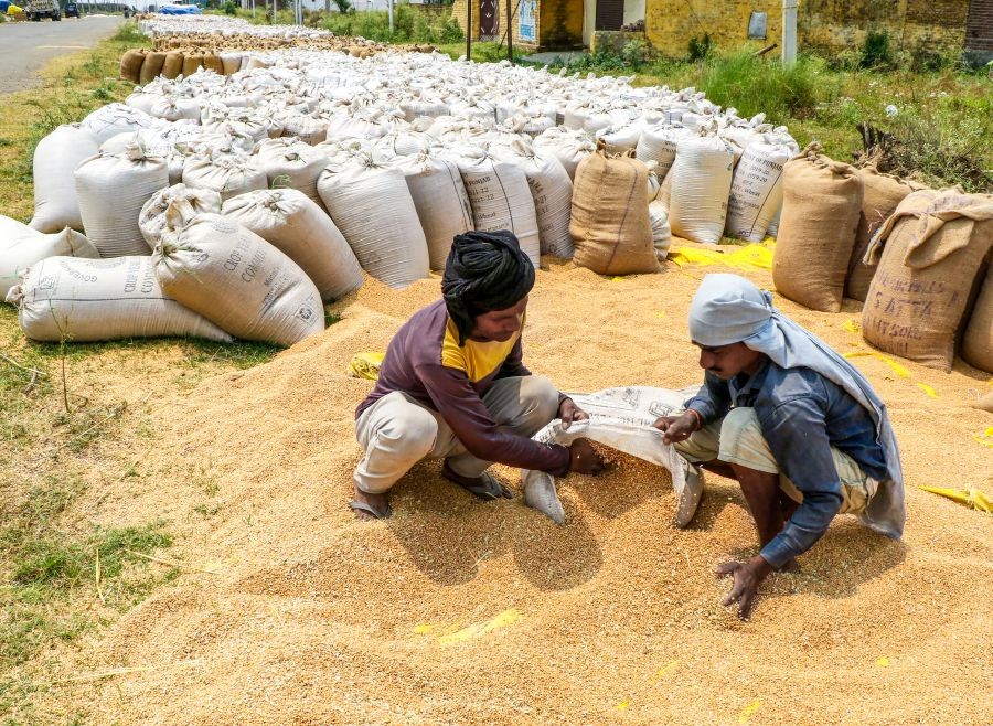 Workers fill a sack with wheat on the outskirts of the Jammu district of Union Territory of Jammu and Kashmir on May 15, 2026. (IANS File Photo)