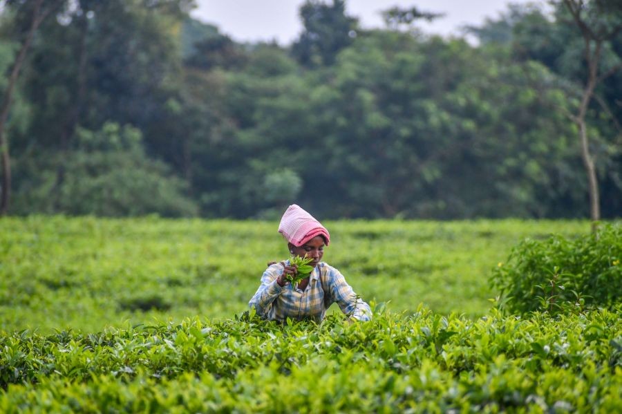 A woman tea worker plucks tea leaves amid tea gardens on a rain-washed morning in the Dooars region of Jalpaiguri district, West Bengal, on August 21, 2026. (IANS File Photo)