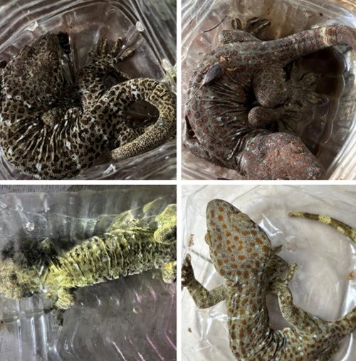 DRI cracks down on illegal wildlife trade in 6 operations, 13 held (Photo: PIB)