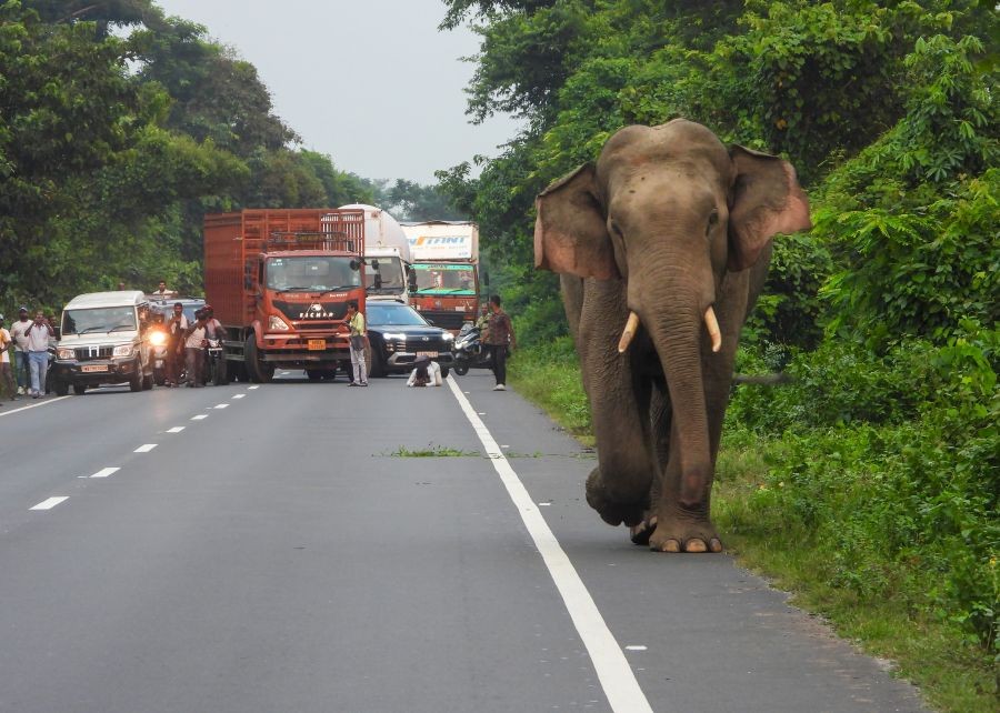 An elephant emerges from Buxa Tiger Reserve and crosses National Highway 31 next to stopped vehicles and onlookers in Alipurduar on September 5, 2026. (Photo: IANS)