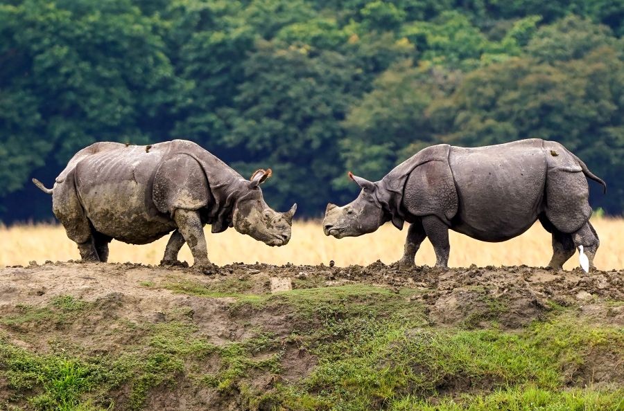 Two greater one-horned rhinoceroses at Pobitora Wildlife Sanctuary in Morigaon district of Assam on  August 9, 2026. (Photo: IANS)
