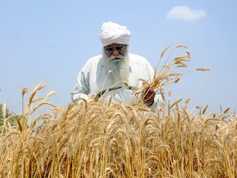 India’s record wheat harvest opens $1.5 bn export window amid policy shifts (File Photo/IANS)