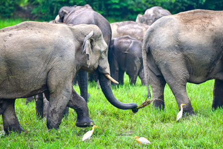 ‘Elephants have returned to forest’: PM Modi highlights Assam’s conservation efforts in Mann Ki Baat