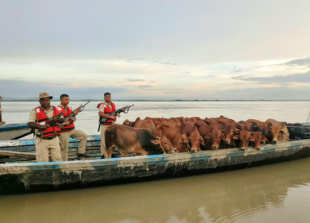 Cattle smuggling along border (File Photo: IANS)