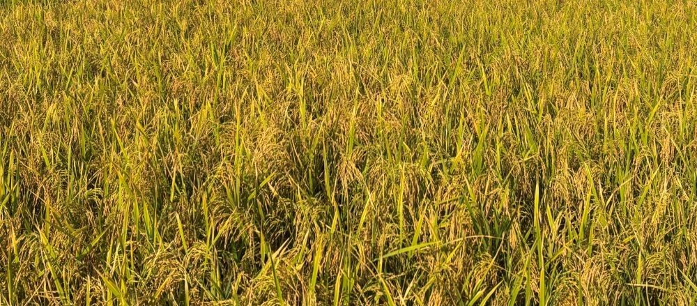 A newly released rice variety, Hornbill Gold 308, has recorded a grain yield of 5.4 tonnes per hectare under natural farming conditions in Nagaland.