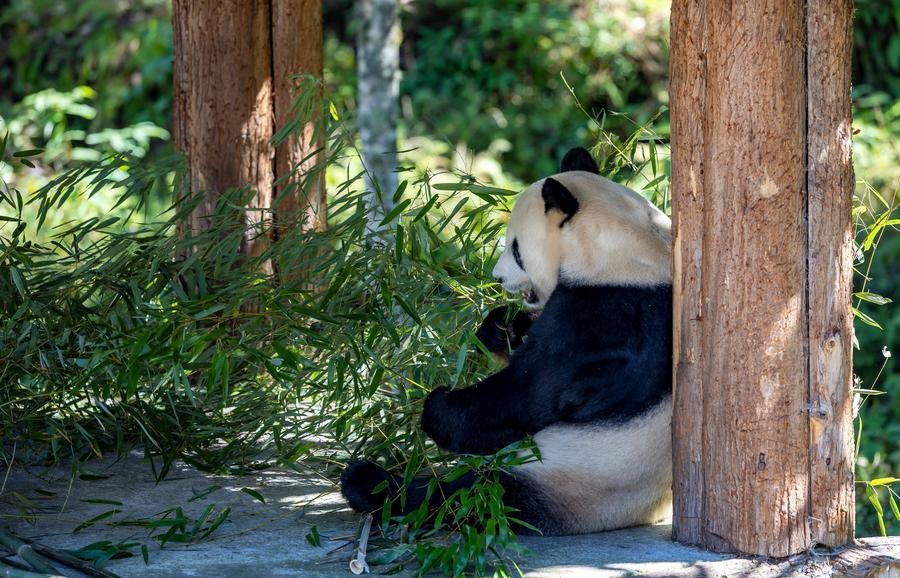 A giant panda is pictured at a panda-themed camp in Baoxing County, Ya'an City, southwest China's Sichuan Province, October 17, 2026 (Image courtesy: Xinhua/IANS)