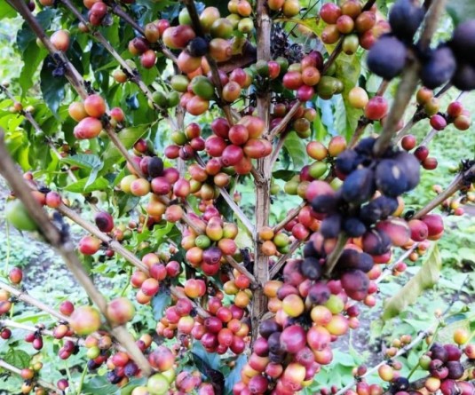Coffee beans grown in a farm in Nagaland. (Morung file Photo)