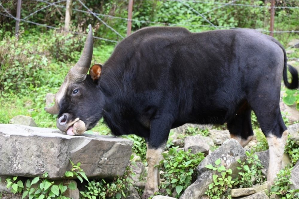 Zero Positive Samples tested for Peste des Petits Ruminants: What the Mithun Teaches Us About Global Disease Eradication