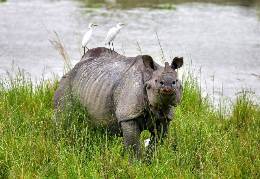 A one-horned rhinoceros grazes at Kaziranga National Park and Tiger Reserve in Nagaon district of Assam on Sunday, October 04, 2026. Kaziranga National Park and Tiger Reserve on Saturday reopened for the 2026-27 tourism season after the annual monsoon closure. (Photo: IANS)