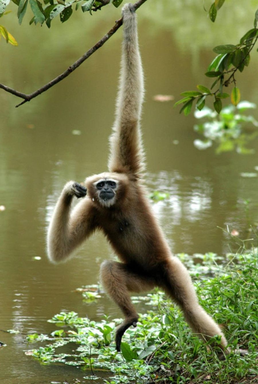 Assam CM highlights canopy bridge initiative on World Gibbon Day (Photo @himantabiswa?X)