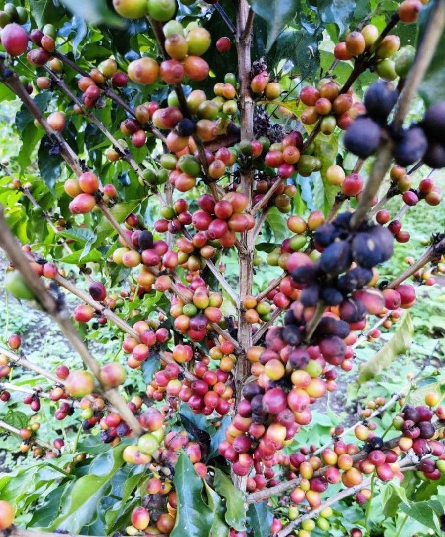 Coffee beans grown in a farm in Nagaland. (Morung file Photo)