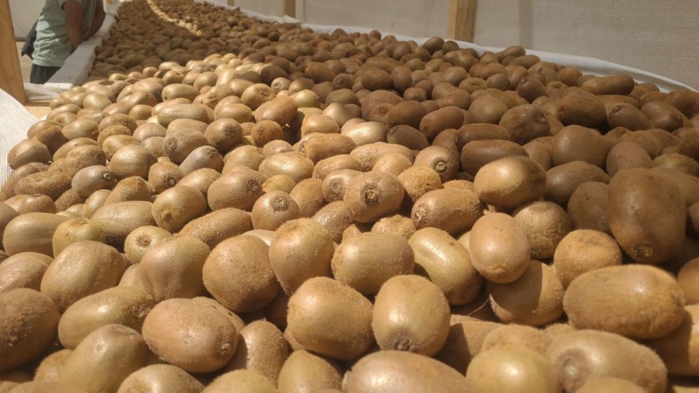 Kiwi grown in Zapami village of Phek district. (Morung Photo)